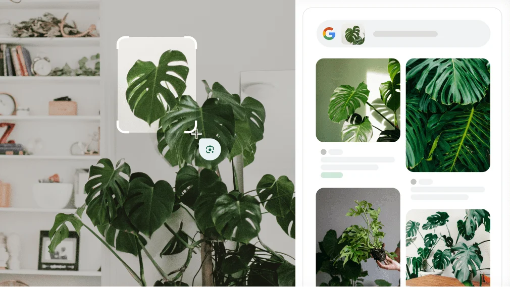 Naudojama „Google Lens“ norint atpažinti augalą monsterą.